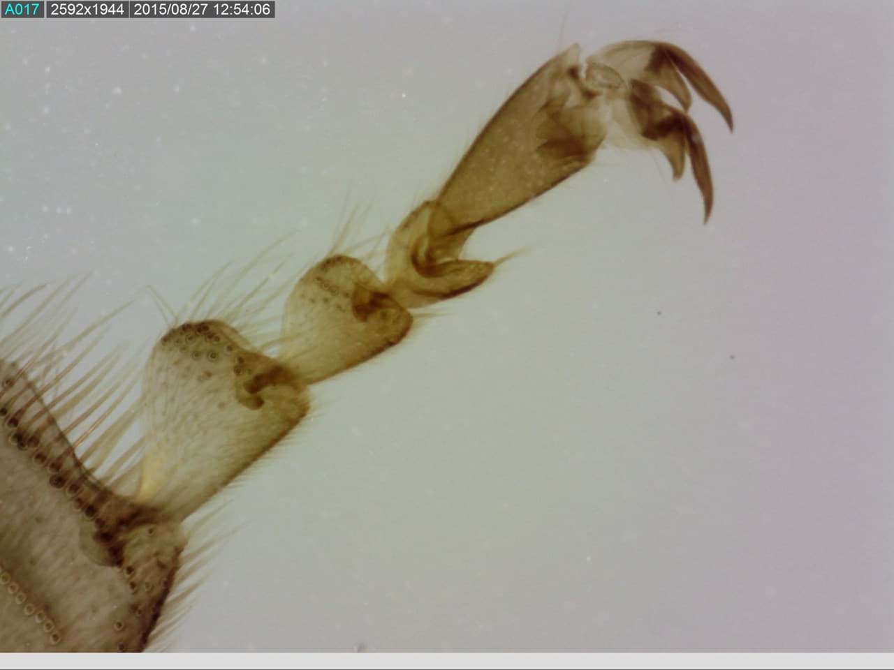Bein eines Insekts unter dem Mikroskop. Ein Beispiel von dem was man mit einem Dino-Lite Mikroskop machen kann.