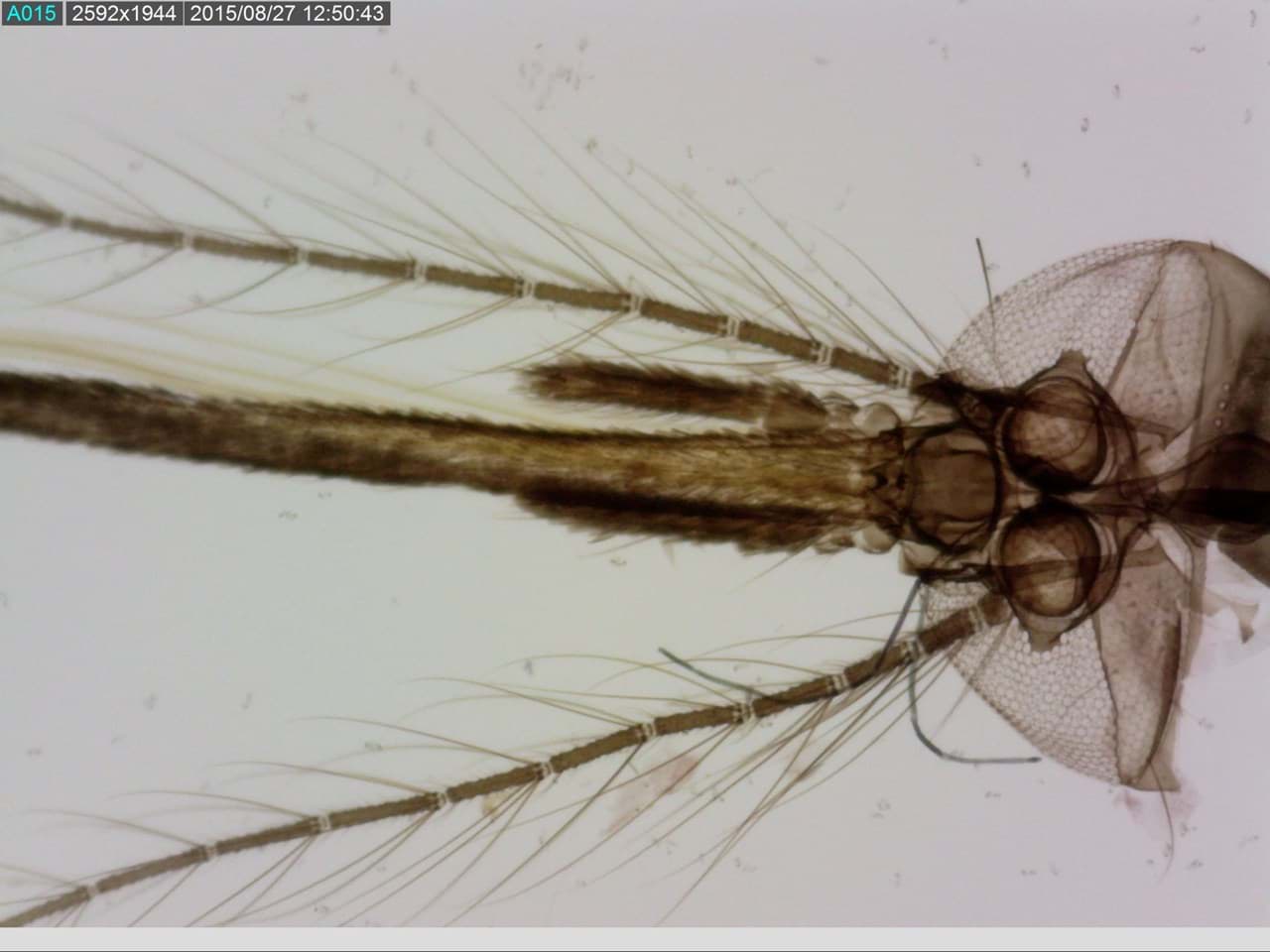 Insekt unter dem Mikroskop. Ein Beispiel von dem was man mit einem Dino-Lite Mikroskop machen kann.