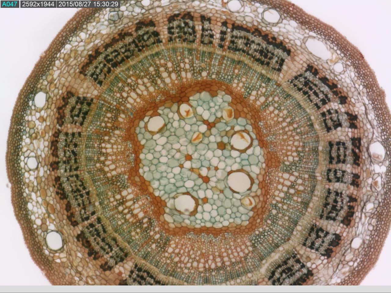 Foto von Zellen unter dem Mikroskop. Ein Beispiel von dem was man mit einem Dino-Lite Mikroskop machen kann.