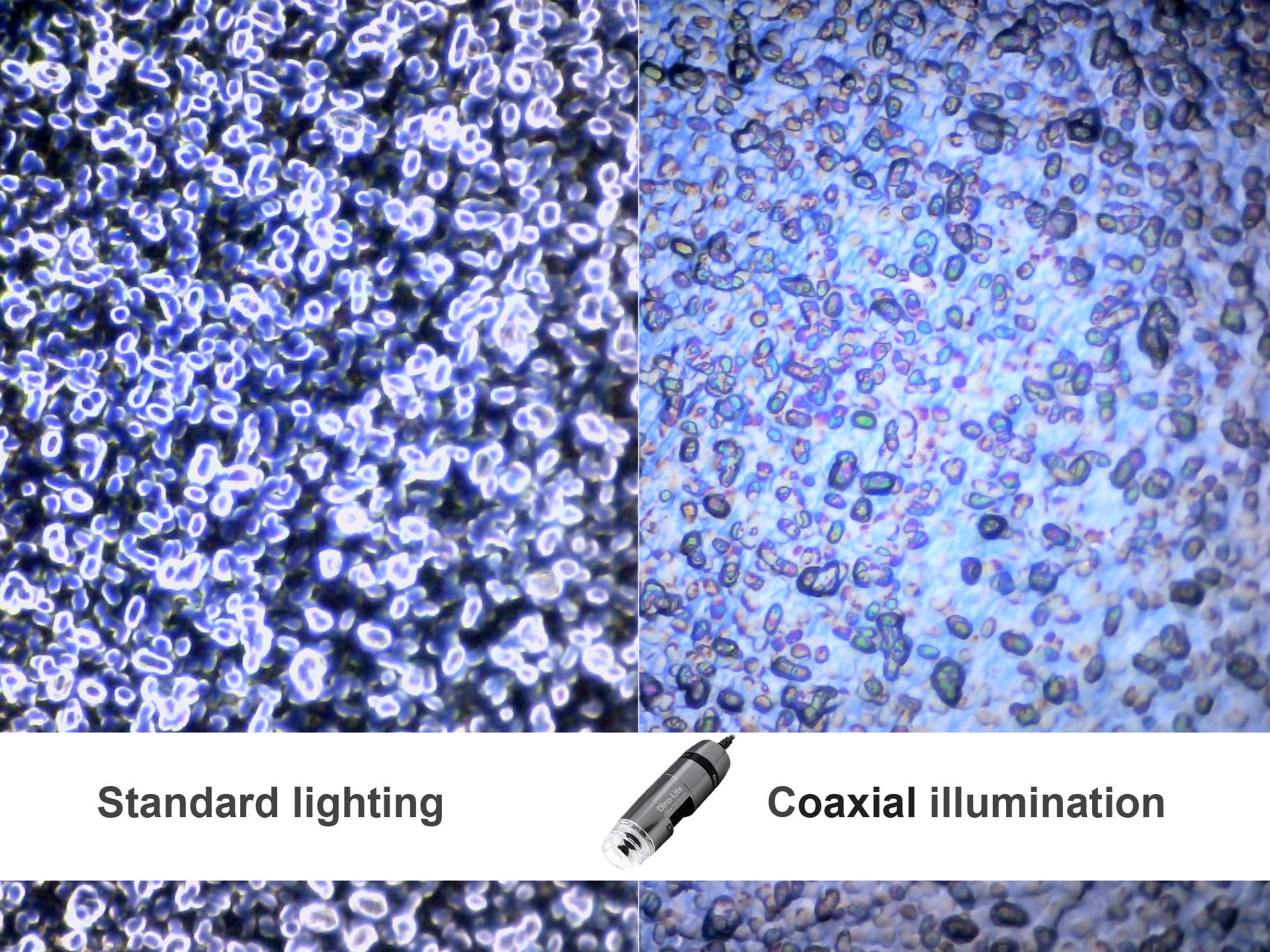 Beispiel Dino-Lite Koaxiallicht