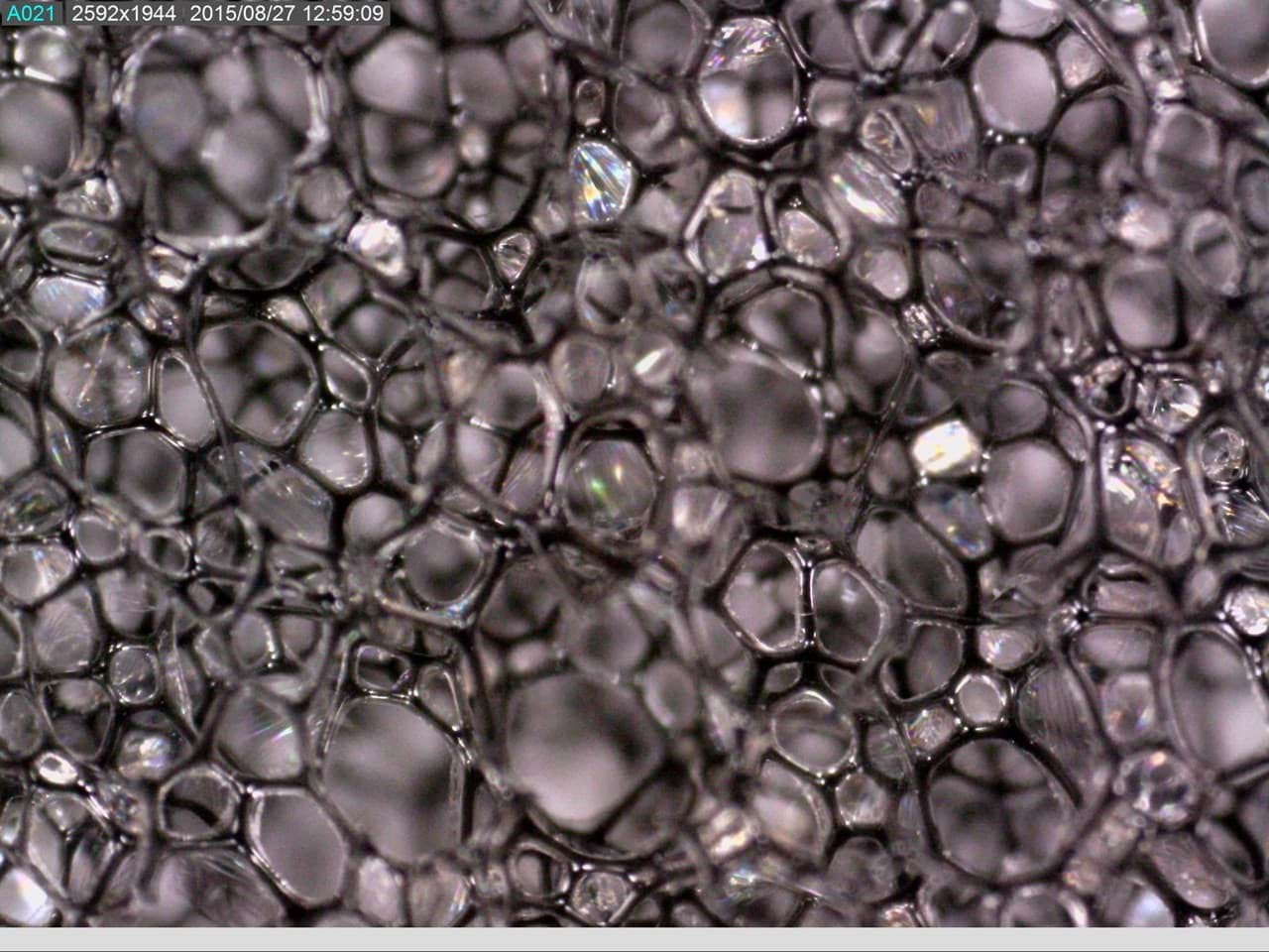 Foto von Zellen unter dem Mikroskop. Ein Beispiel von dem was man mit einem Dino-Lite Mikroskop machen kann.